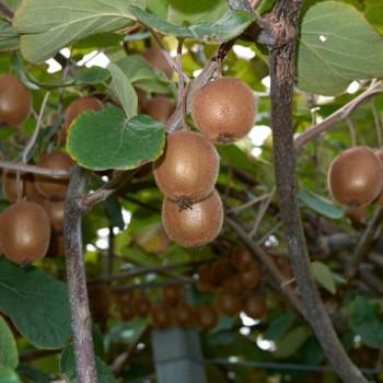 Actinidia deliciosa (chinensis)  CT 60 LITRES ESPALIER 