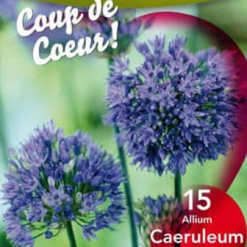 Allium caeruleum (= azureum)  X15 