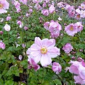 Anemone hybr. 'Konigin Charlotte'  CT 2 litres 