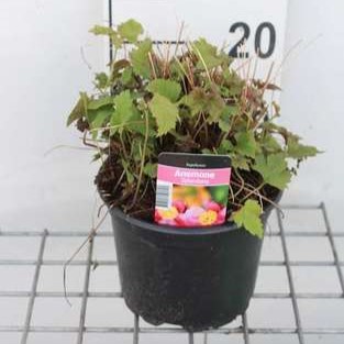 Anemone hup. 'Splendens'  CT 2 litres 