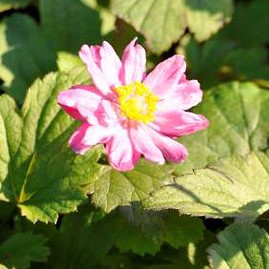 Anemone hybr. 'Pamina'  Pot 9 