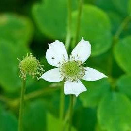 Anemone cylindrica  Pot 9 