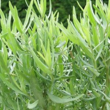 Artemisia dracunculus 'Senior'  Pot 9 