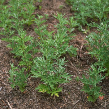 Artemisia vulgaris  Pot 9 