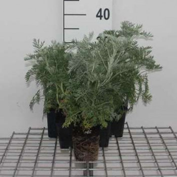 Artemisia hybr. 'Powis Castle'  Pot 9 