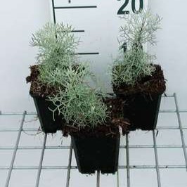 Artemisia hybr. 'Canescens'  Pot 9 