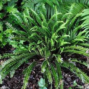 Asplenium scol. 'Undulatum'  Pot 9 