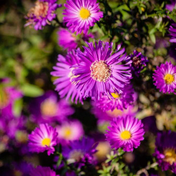 Aster dum. 'Anneke'  Pot 9 