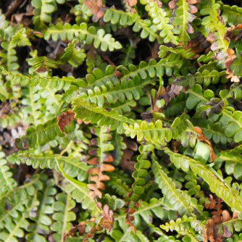 Blechnum penna-marina  Pot 9 