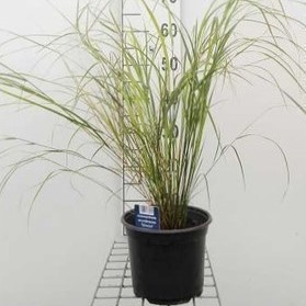 Calamagrostis arundinacea (=anemanthele/stipa ar)  Pot 9 