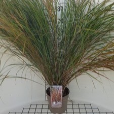 Calamagrostis arun. 'Sirocco'  CT 3 litres 