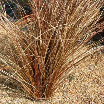 Carex comans 'Bronco'  Pot 9 