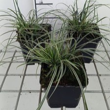 Carex conica 'Snowline'  Pot 9 