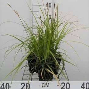 Carex osh. 'J.s. Greenwell'  Pot 9 