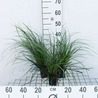 Carex osh. 'Evergreen' ®  CT 3 litres 