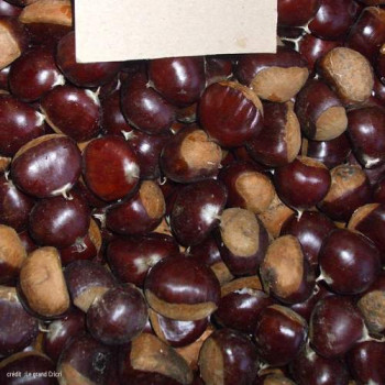 Castanea sat. 'Marigoule' Demi-tige CT 15 litres 