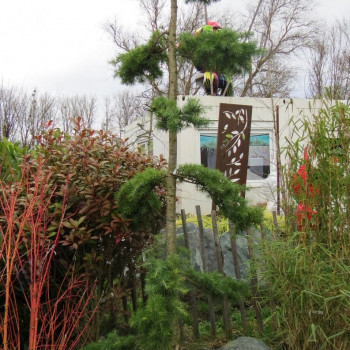 Cedrus deod. 'Aurea' 1.25 à 1.5 m CT 18 litres 