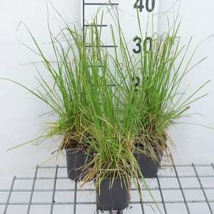 Deschampsia cesp. 'Tardiflora'  Pot 9 