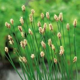 Eleocharis palustris  Mand ø18 