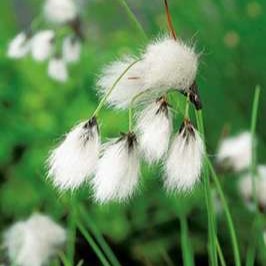 Eriophorum angustifolium  Mand ø18 