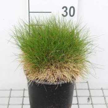 Festuca gaut. 'Pic Carlit'  CT 3 litres 