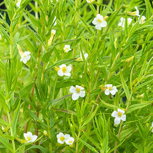 Gratiola officinalis  Mand ø18 