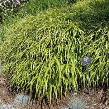 Hakonechloa macra 'Albostriata'  Pot 9 