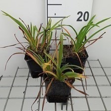 Hemerocallis hybr. 'Pardon Me'  Pot 9 