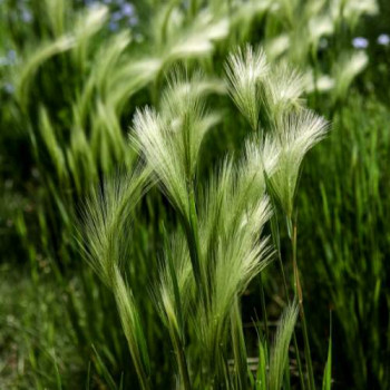 Hordeum jubatum  CT 3 litres 