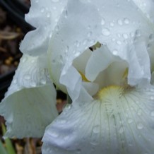 Iris (germ.) 'Immortality'  Pot 9 