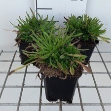 Jasione laevis 'Blaulicht'  Pot 9 