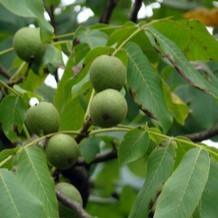 Juglans regia 'Franquette' 2 à 2.5 m CT 18 litres 