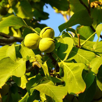 Juglans regia 'Parisienne' 2 à 2.5 m CT 18 litres 