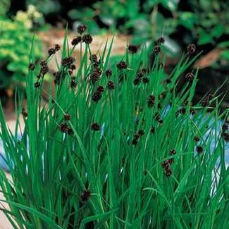 Juncus ensifolius  Mand ø18 