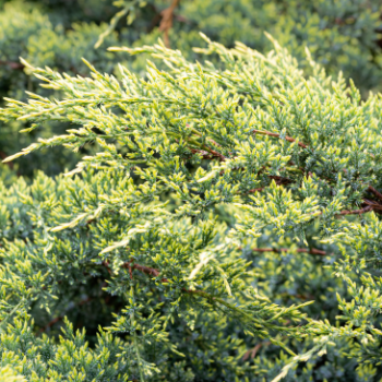 Juniperus hor. 'Golden Carpet' 0.40 à 0.50 m CT 7,5 litres 