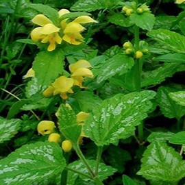 Lamiastrum gal. 'Florentinum' (= 'variegatum')  Pot 9 