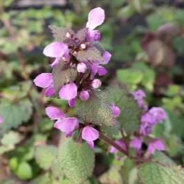 Lamium maculatum  Pot 9 