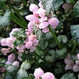 Lamium mac. 'Roseum' (= Carneum')  Pot 9 