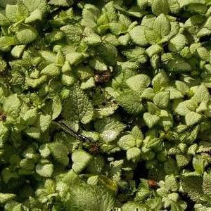 Lamium mac. 'White Nancy'  Pot 9 