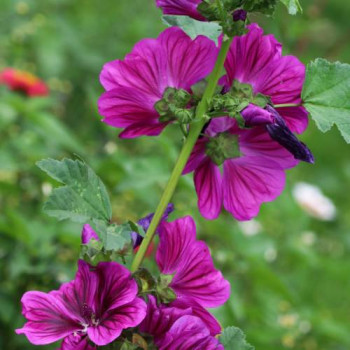 Lavatera hybr. 'Burgundy Wine'  Pot 9 