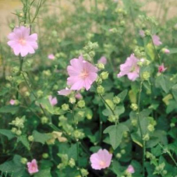 Lavatera hybr. 'Candy Floss'  Pot 9 