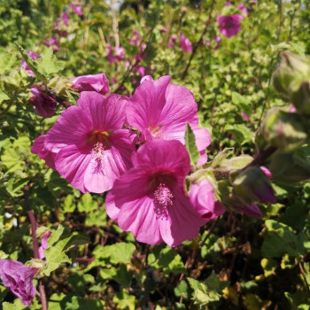 Lavatera hybr. 'Barnsley'  Pot 9 