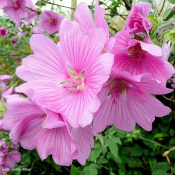 Lavatera hybr. 'Rosea'  Pot 9 