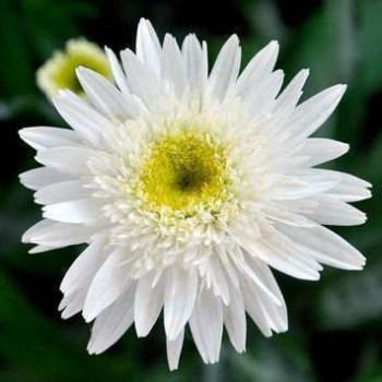 Leucanthemum (m) 'Wirral Supreme'  Pot 9 