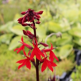 Lobelia cardinalis  Mand ø18 