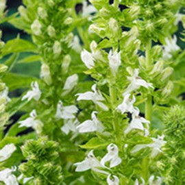 Lobelia siph. 'Alba'  Pot 9 Aquatique 