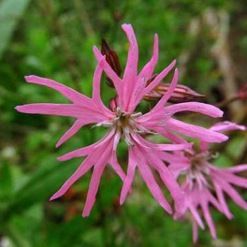 Lychnis flos-cuculi  Mand ø18 