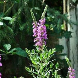 Lythrum salicaria  CT 2 litres 