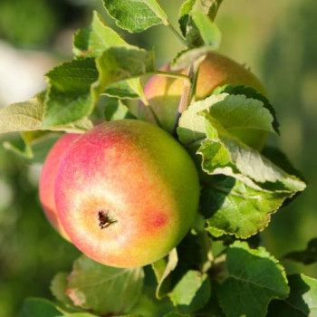 Malus d. 'Alkmene' BUISSON Racine nue 