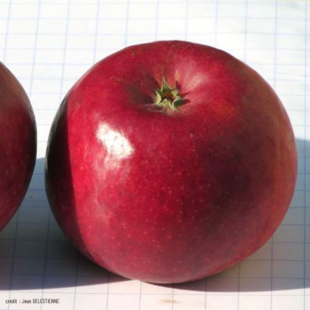 Malus d. 'Ecolette' Tige 08/10 Racine nue 